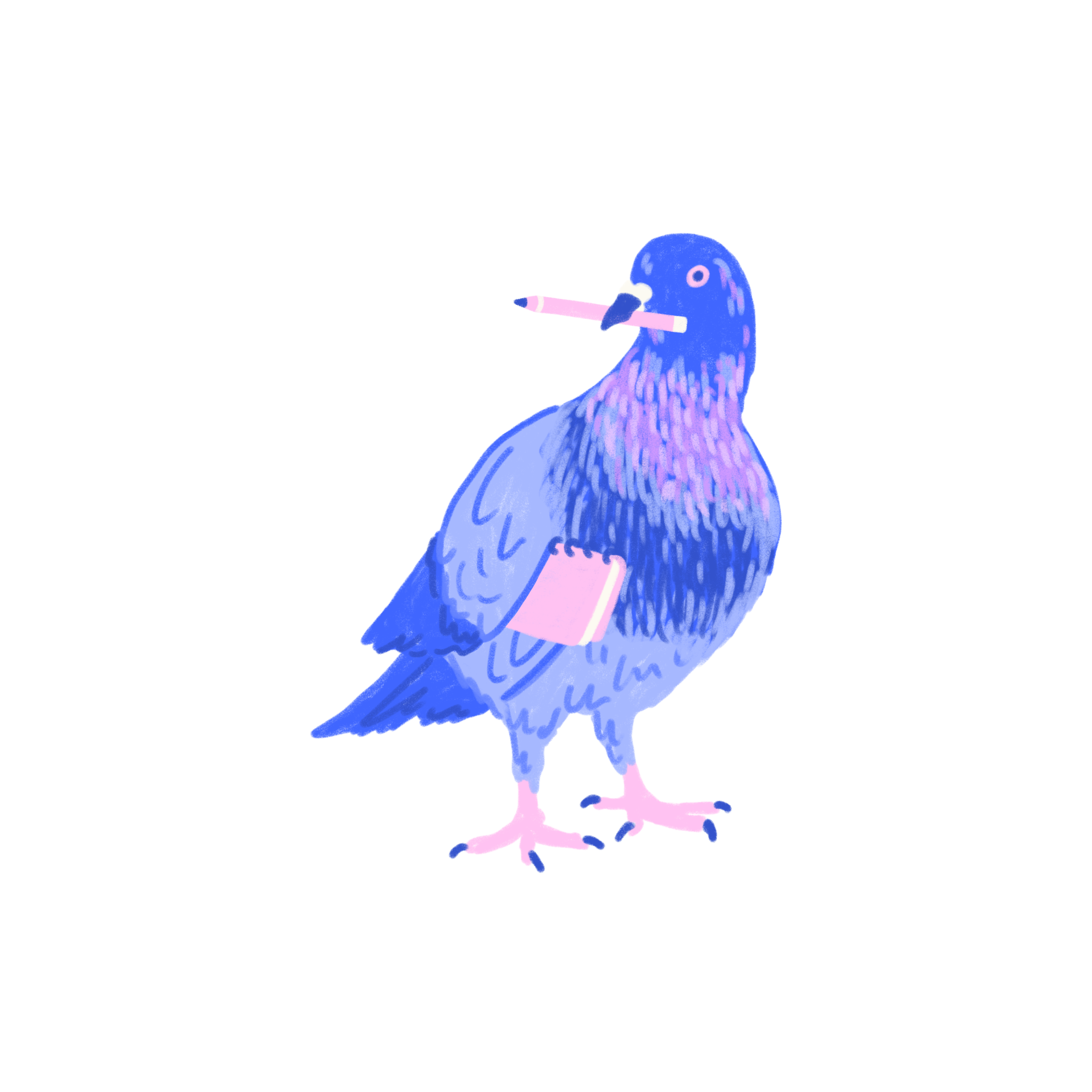 Pigeon